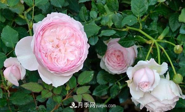 冬天來(lái)了月季花要休眠了，抓緊做這3件事，為明年開(kāi)花做準備！(圖1)