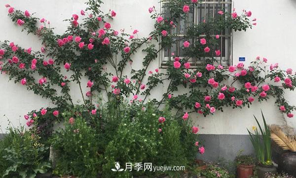 冬天來(lái)了月季花要休眠了，抓緊做這3件事，為明年開(kāi)花做準備！(圖2)