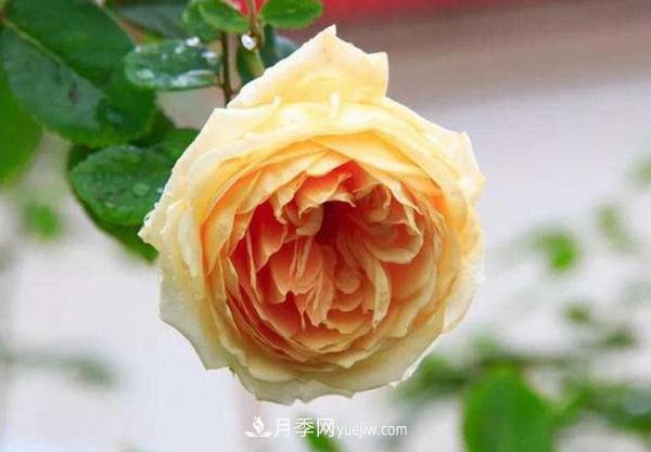 冬天來(lái)了月季花要休眠了，抓緊做這3件事，為明年開(kāi)花做準備！(圖3)