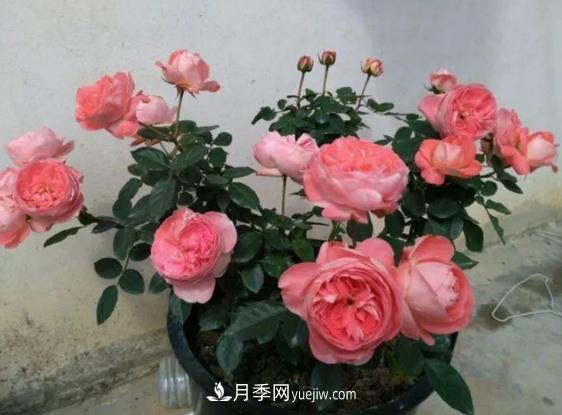 月季修剪有講究，冬季月季修剪技巧(圖1)