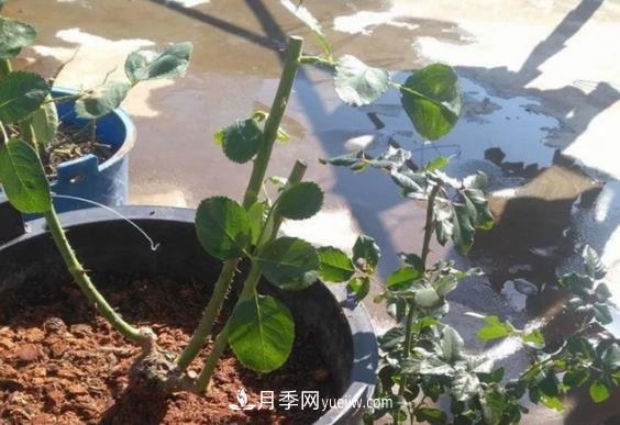 月季修剪有講究，冬季月季修剪技巧(圖2)