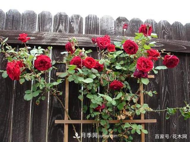 藤本月季休眠后，這4件事需要抓緊時(shí)間做(圖2)