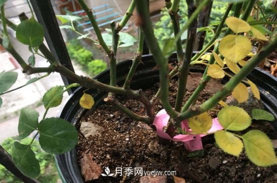 月季為什么掉葉子發(fā)黃，施加生肥遭受病蟲(chóng)害(圖1)