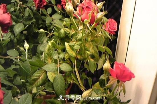 月季為什么掉葉子發(fā)黃，施加生肥遭受病蟲(chóng)害(圖2)