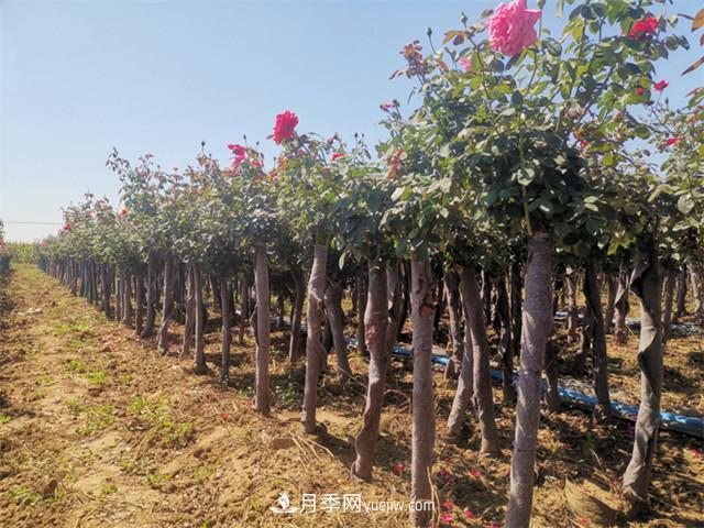南陽(yáng)月季_樹(shù)狀月季_棒棒糖月季樹(shù)_南陽(yáng)月季種植批發(fā)基地(圖2)