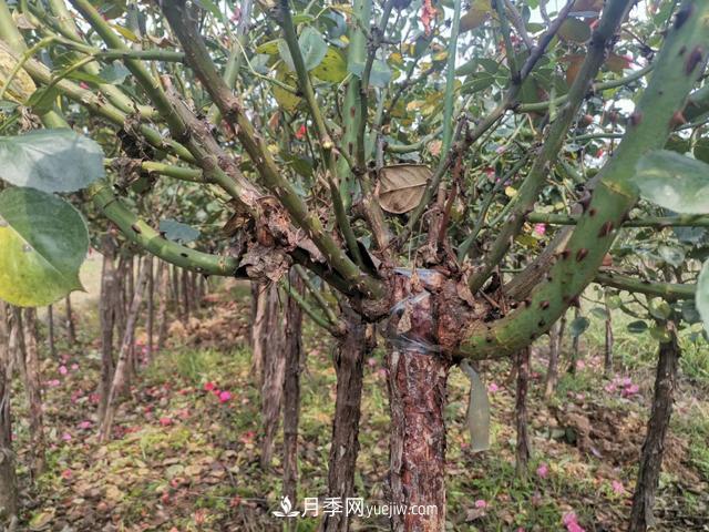 南陽(yáng)月季_樹(shù)狀月季_棒棒糖月季樹(shù)_南陽(yáng)月季種植批發(fā)基地(圖3)