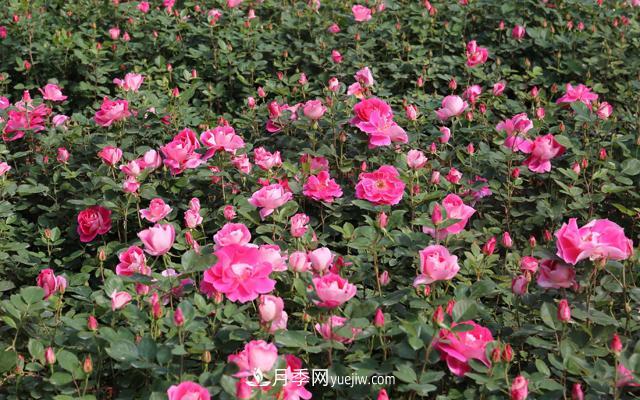 南陽(yáng)月季_樹(shù)狀月季_棒棒糖月季樹(shù)_南陽(yáng)月季種植批發(fā)基地(圖5)