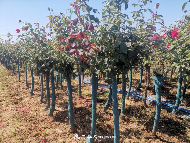 南陽(yáng)月季_樹(shù)狀月季_棒棒糖月季樹(shù)_南陽(yáng)月季種植批發(fā)基地(圖1)