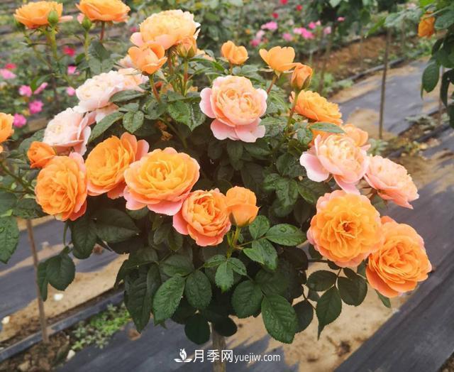 南陽(yáng)月季_樹(shù)狀月季_棒棒糖月季樹(shù)_南陽(yáng)月季種植批發(fā)基地(圖4)