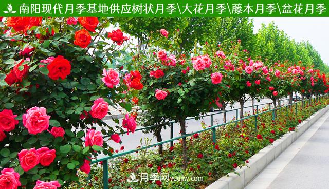 山東濟南青島煙臺德州菏澤50公分大花豐花月季批發(fā)(圖1)