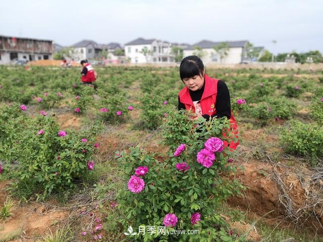 做美花木產(chǎn)業(yè) 浙江長(cháng)興這個(gè)鄉村打造美麗經(jīng)濟(圖2)