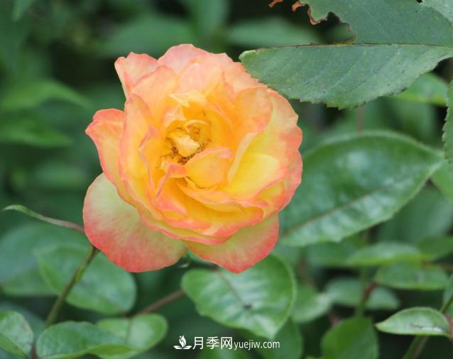月季花白粉病該怎么治，三招輕松解決(圖1)