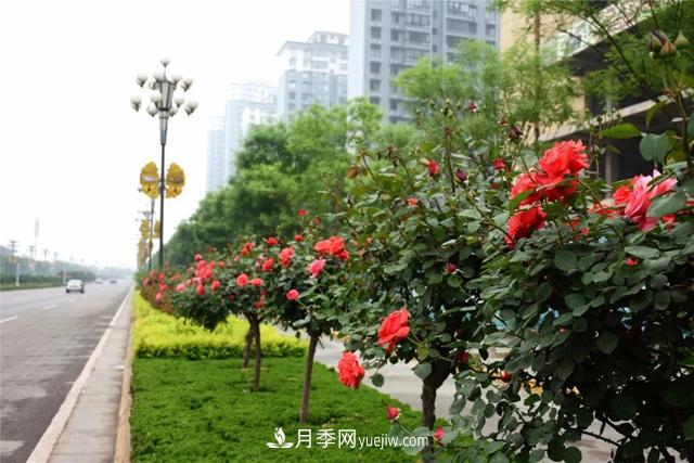 樹(shù)狀月季更新怎么保護和利用腳芽和隱芽？(圖1)