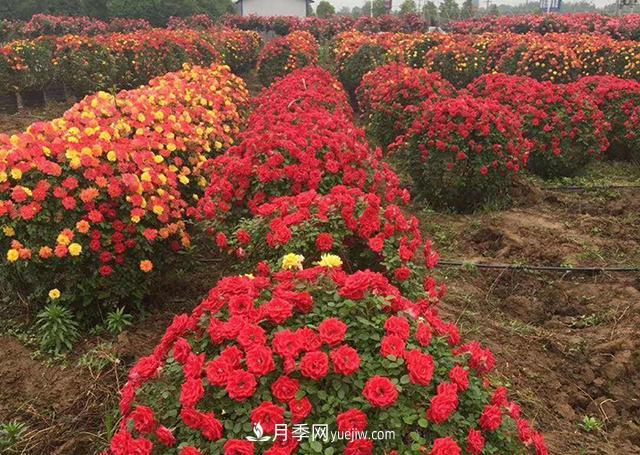 批發(fā)供應月季花瓶、月季花球等藤本造型月季(圖4)