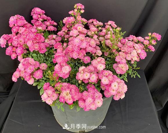 盆栽的月季要開(kāi)花了！該追加什么肥？多久用一次效果更好？(圖1)