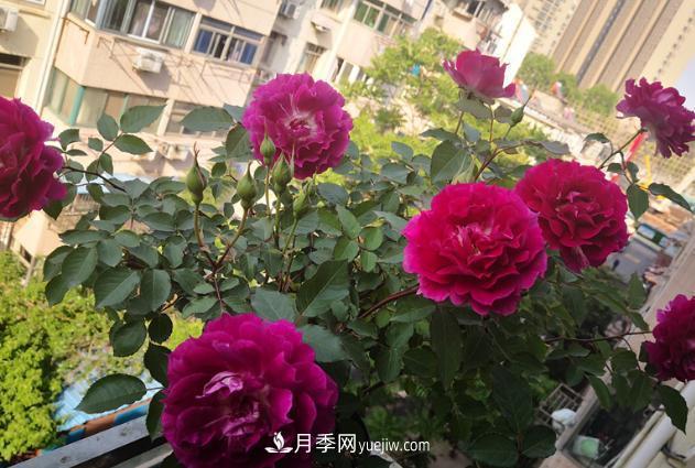 盆栽的月季要開(kāi)花了！該追加什么肥？多久用一次效果更好？(圖2)