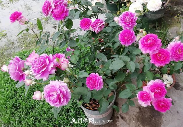 盆栽的月季要開(kāi)花了！該追加什么肥？多久用一次效果更好？(圖3)
