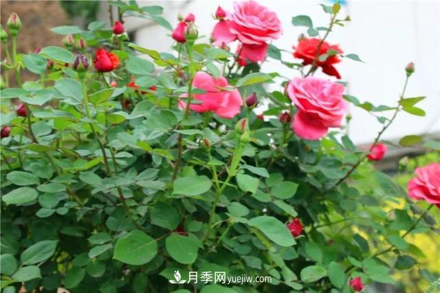 月季的這幾種常見(jiàn)的病蟲(chóng)害，要學(xué)會(huì )這么防治(圖1)