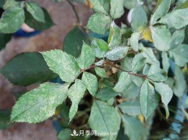 月季的這幾種常見(jiàn)的病蟲(chóng)害，要學(xué)會(huì )這么防治(圖2)