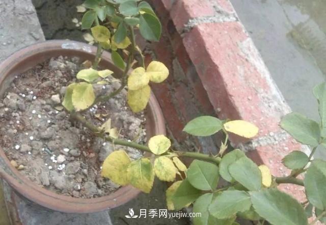 月季的這幾種常見(jiàn)的病蟲(chóng)害，要學(xué)會(huì )這么防治(圖3)