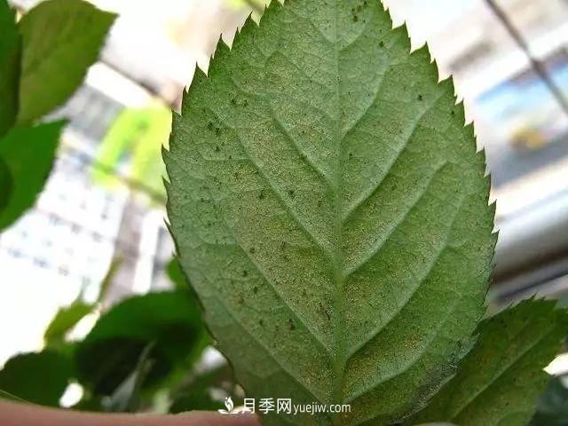 月季的這幾種常見(jiàn)的病蟲(chóng)害，要學(xué)會(huì )這么防治(圖6)