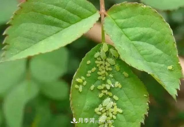 月季的這幾種常見(jiàn)的病蟲(chóng)害，要學(xué)會(huì )這么防治(圖5)