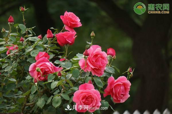 一年四季盛開(kāi)的花是什么花？盤(pán)點(diǎn)十種四季都開(kāi)花的花(圖1)