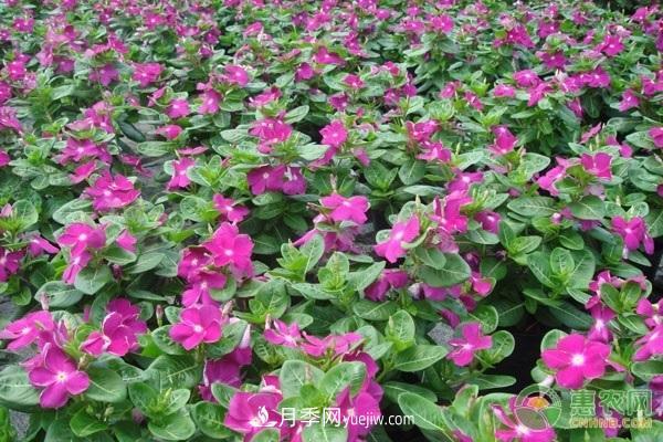 一年四季盛開(kāi)的花是什么花？盤(pán)點(diǎn)十種四季都開(kāi)花的花(圖3)