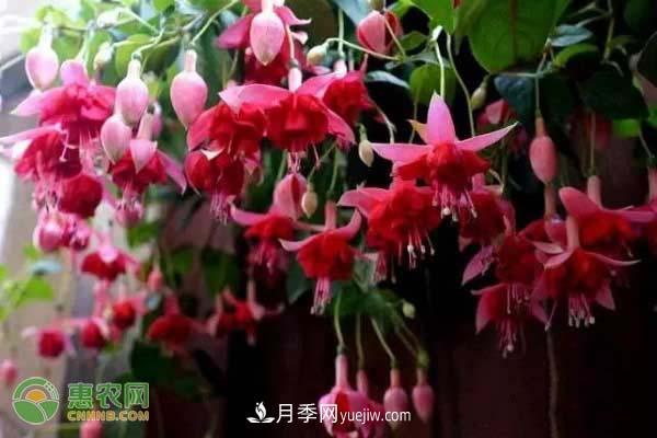 一年四季盛開(kāi)的花是什么花？盤(pán)點(diǎn)十種四季都開(kāi)花的花(圖2)