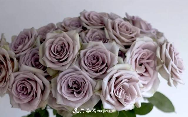 10種復古色月季，氣質(zhì)炸裂！花友值得入手！(圖2)