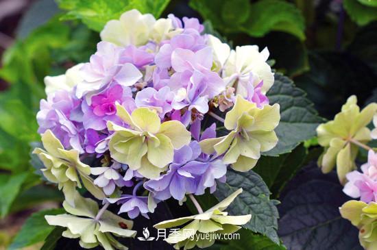 代表希望的花有哪些？推薦六大代表希望的花朵(圖2)