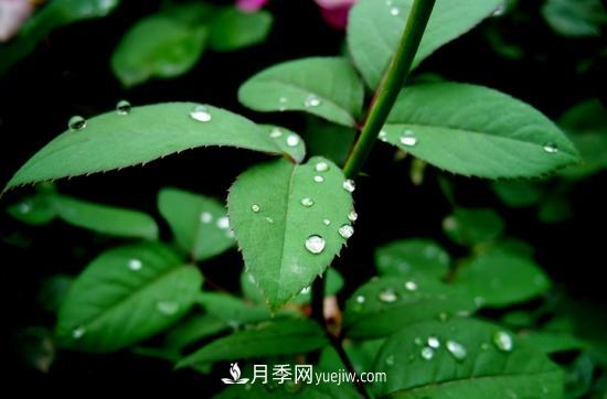 月季網(wǎng)教你如何區分月季和玫瑰(圖4) 月季網(wǎng)教你如何區分月季和玫瑰(圖4)