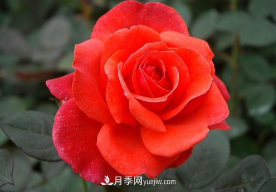月季網(wǎng)教你如何區分月季和玫瑰(圖5) 月季網(wǎng)教你如何區分月季和玫瑰(圖5)