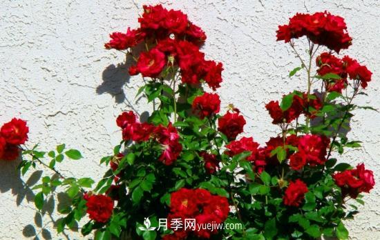 月季網(wǎng)教你如何區分月季和玫瑰(圖7) 月季網(wǎng)教你如何區分月季和玫瑰(圖7)