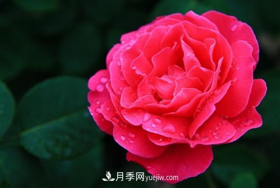 月季網(wǎng)教你如何區分月季和玫瑰(圖6) 月季網(wǎng)教你如何區分月季和玫瑰(圖6)