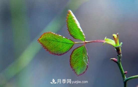 月季網(wǎng)教你如何區分月季和玫瑰(圖9) 月季網(wǎng)教你如何區分月季和玫瑰(圖9)