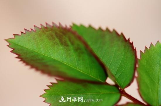 月季網(wǎng)教你如何區分月季和玫瑰(圖10) 月季網(wǎng)教你如何區分月季和玫瑰(圖10)