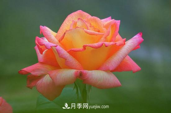 月季的花瓣有什么作用？月季花瓣的4大作用(圖2)