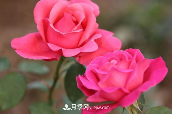 月季的花瓣有什么作用？月季花瓣的4大作用(圖4)