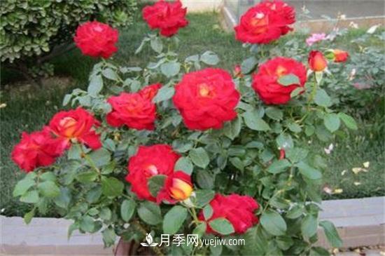 月季花什么時(shí)候開(kāi)？南陽(yáng)月季花期4～11月(圖2)