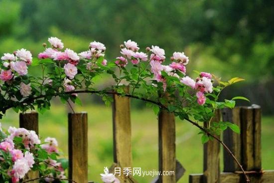 藤本月季的種植方法與養護辦法，適當修剪更勤花(圖3)