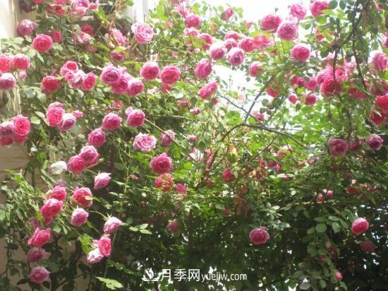 藤本月季的種植方法與養護辦法，適當修剪更勤花(圖4)