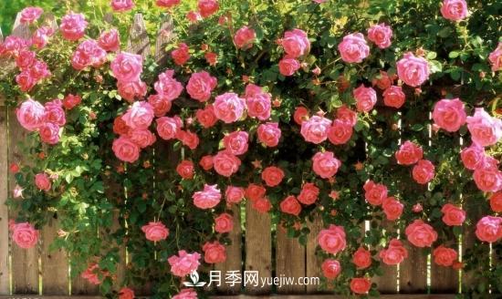 藤本月季的種植方法與養護辦法，適當修剪更勤花(圖2)