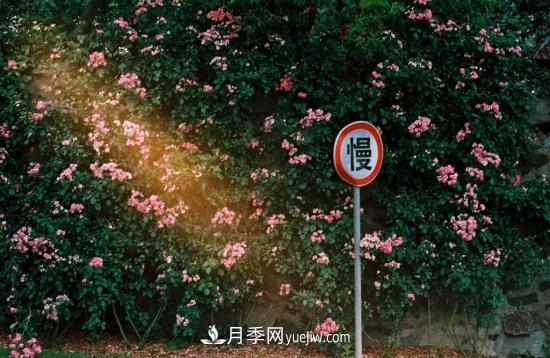 藤本月季的種植方法與養護辦法，適當修剪更勤花(圖1)