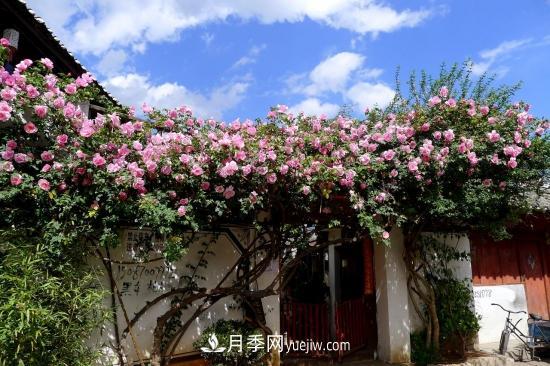 藤本月季的種植方法與養護辦法，適當修剪更勤花(圖5)