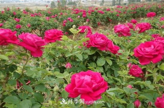 盆栽玫瑰花冬天怎么養？盆栽玫瑰冬天養護方法(圖2)