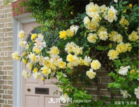 “***貴”的月季花，花朵大，顏色鮮艷，花香宜人(圖4)
