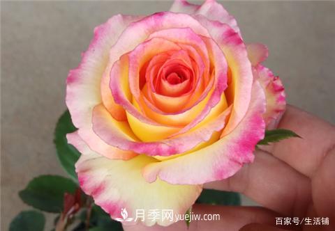 “***貴”的月季花，花朵大，顏色鮮艷，花香宜人(圖1)