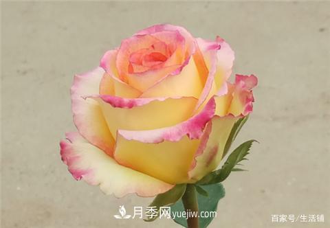 “***貴”的月季花，花朵大，顏色鮮艷，花香宜人(圖2)