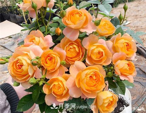 “***貴”的月季花，花朵大，顏色鮮艷，花香宜人(圖3)